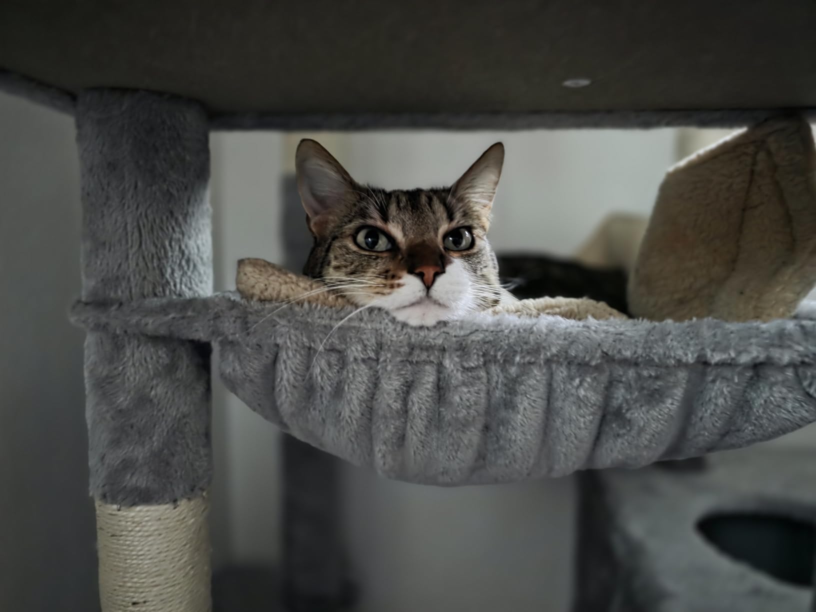 Globlazer Heavy Duty Cat Tree, 70 inch Sturdy Cat Tree for Indoor Cats Extra Large Cat Tower with Scratching Post, Hammock, Cat Condo for Adult Cats Kittens, F70 Pro, Light Grey customer photo 1