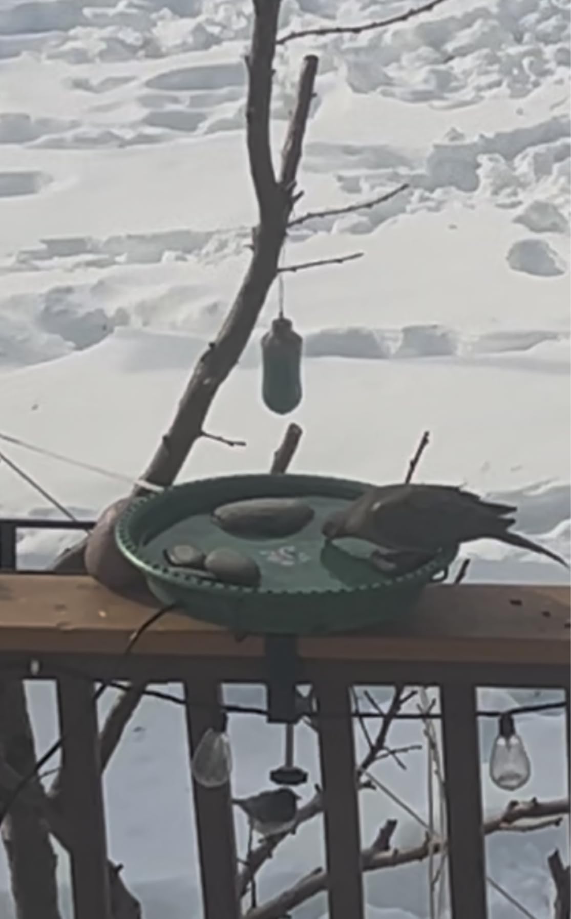 Daoeny Heated Bird Bath for Deck Railing, Upgraded 100W Heated Bird Baths for Outdoors Thermostat Control customer photo 2