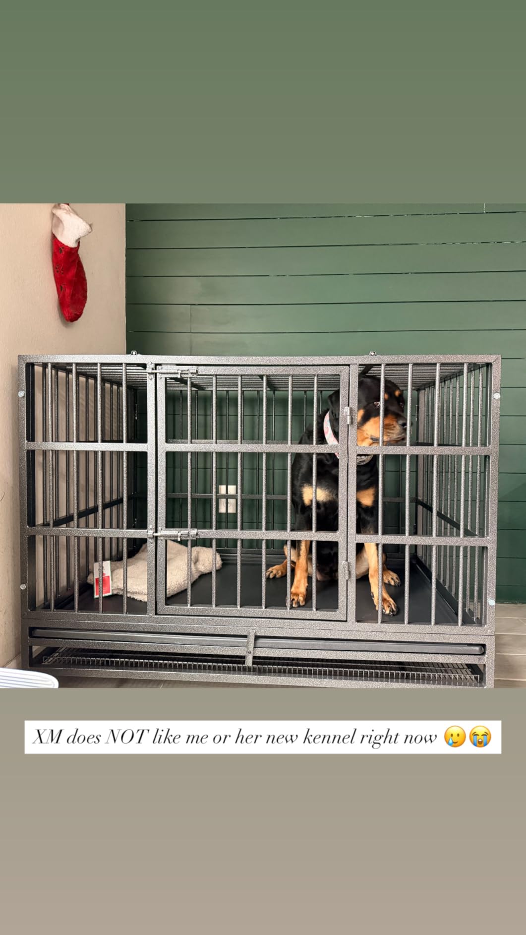 Oranland 48 Inch Heavy Duty Dog Crate and Escape-Proof Dog Cage, High Anxiety Indestructible, Sturdy Locks Design, Double Door and Removable Tray, Extra Large XL XXL customer photo 1