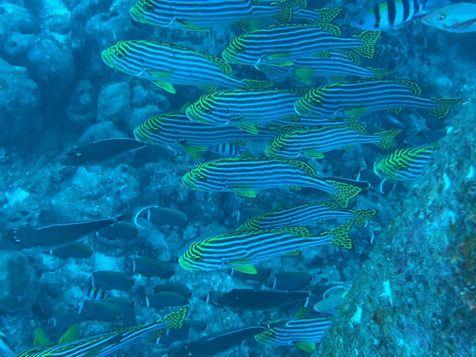 ProShot Dive 2.0 - Underwater housing for iPhone Rated to 130 feet. Underwater Camera housing Compatible with All iPhones Except 17 Pro Max. Waterproof case for Diving and Snorkeling. (Black/Blue) customer photo 2