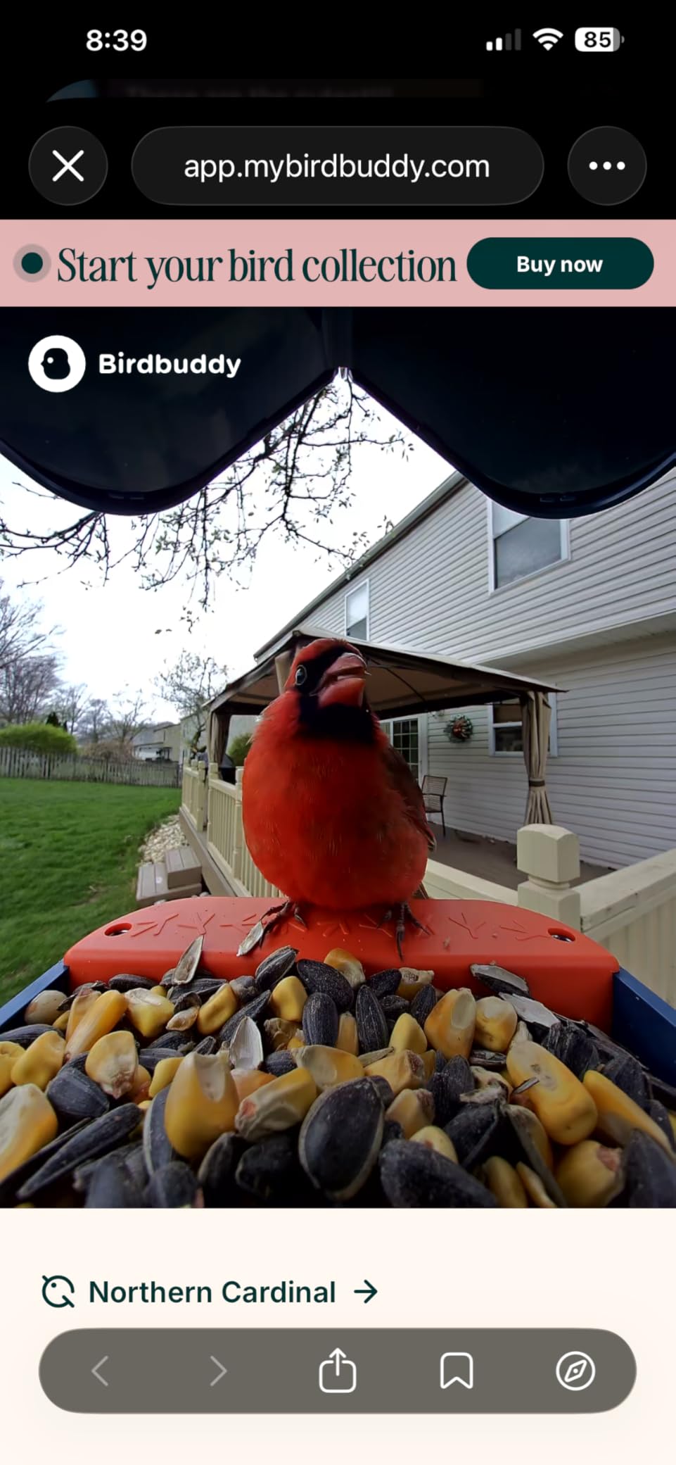 Birdbuddy PRO Solar Smart Bird Feeder with Camera - AI Bird Species Identification, 5MP Photos, 2K HD Video Live Stream Camera, Slow-Motion Video, 2.6in Focus - Blue Solar customer photo 2