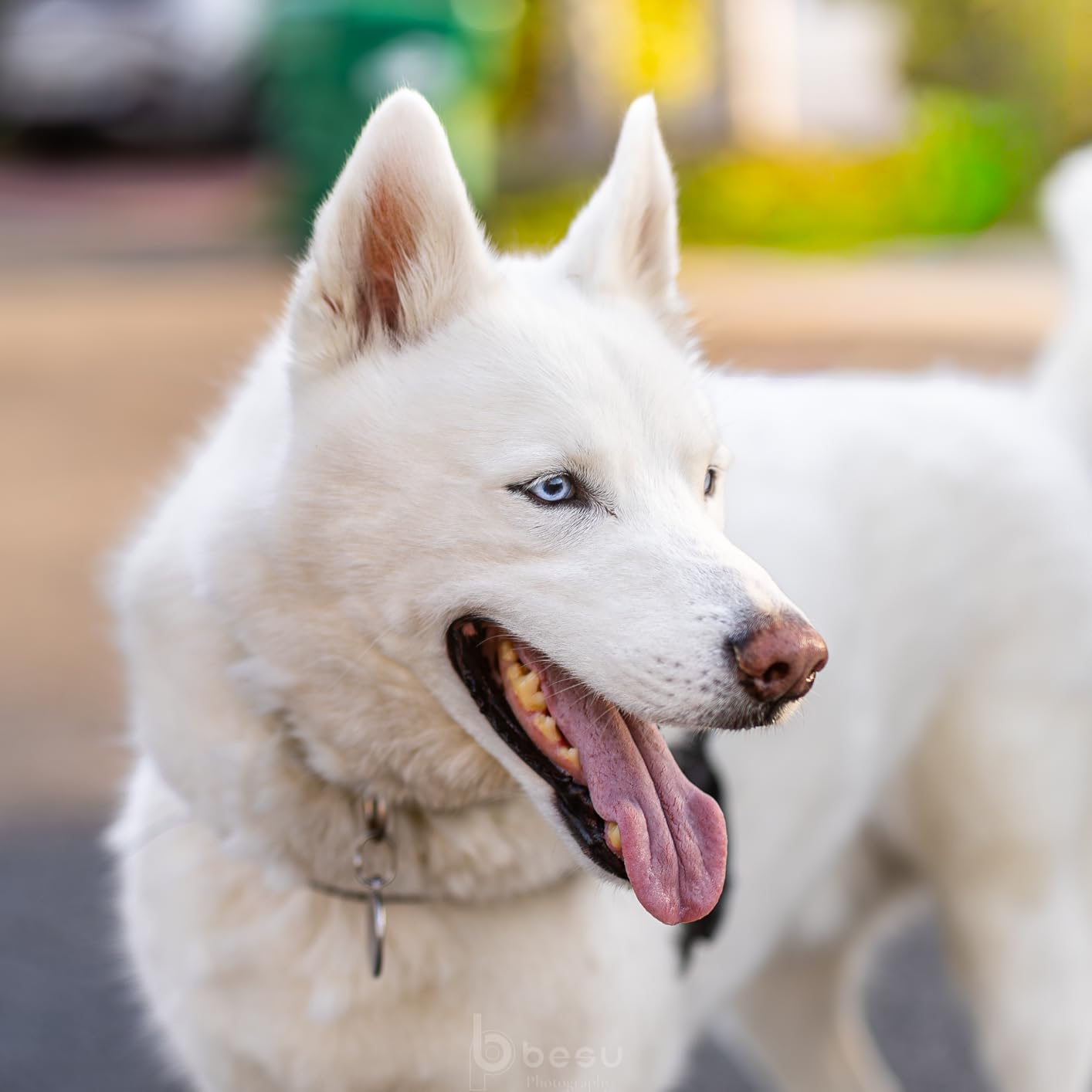 Canon RF50mm F1.4 L VCM customer photo 2