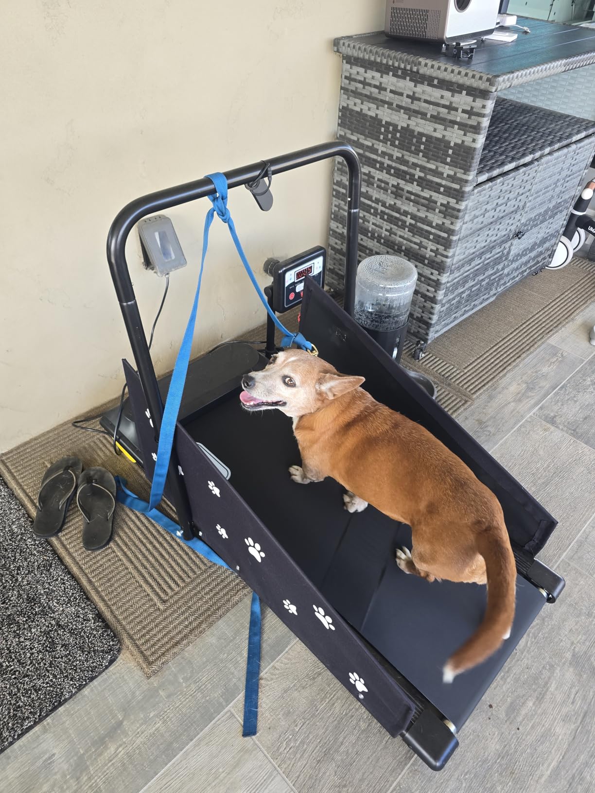 CIIHI Dog Treadmill for Medium Small Dogs - 265lbs Weight Capacity Pet Running Machine with 360° Rotatable Display - 2 in 1 Treadmill for Pet Fitness with Move Wheels and Remote Control customer photo 2