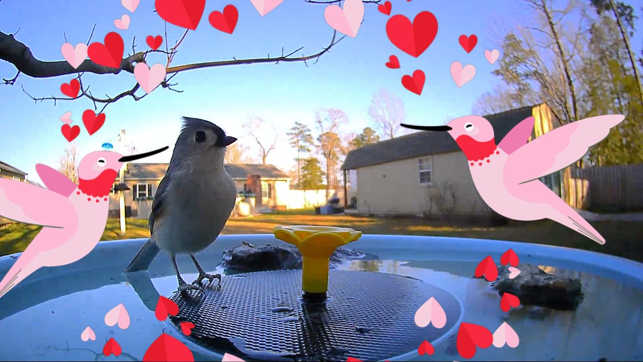 Birdfy Smart Bird Bath with Camera Solar Powered & Fountain & Stand, Dual-Lens Camera for Wildbird Watching, Auto Capture Bird Videos & Motion Detection (AI Lifetime) customer photo 2