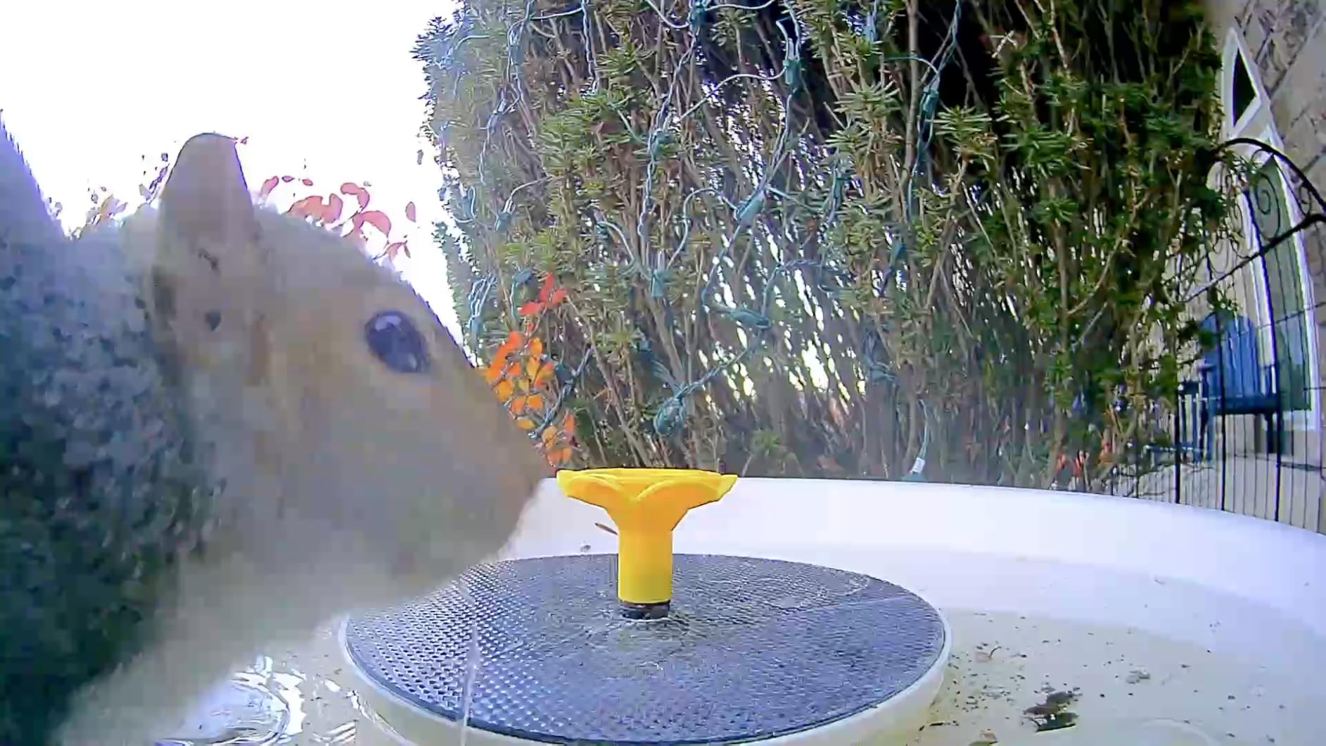 Birdfy Smart Bird Bath with Camera Solar Powered & Solar Fountain & Stand, Dual-Lens Camera for Bird Watching in Phone, Auto Capture Bird Videos, Ideal Present for Bird Lover (AI by Subscription) customer photo 1