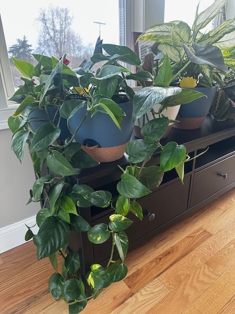 Montresor 12/10/8 Inch Self Watering Pots for Indoor Plants Plastic Large Plant Pots for Outdoor Plants, Water Level Window & Spacious Reservoir Flower Pots Decorative Planter with Drainage and Tray customer photo 2