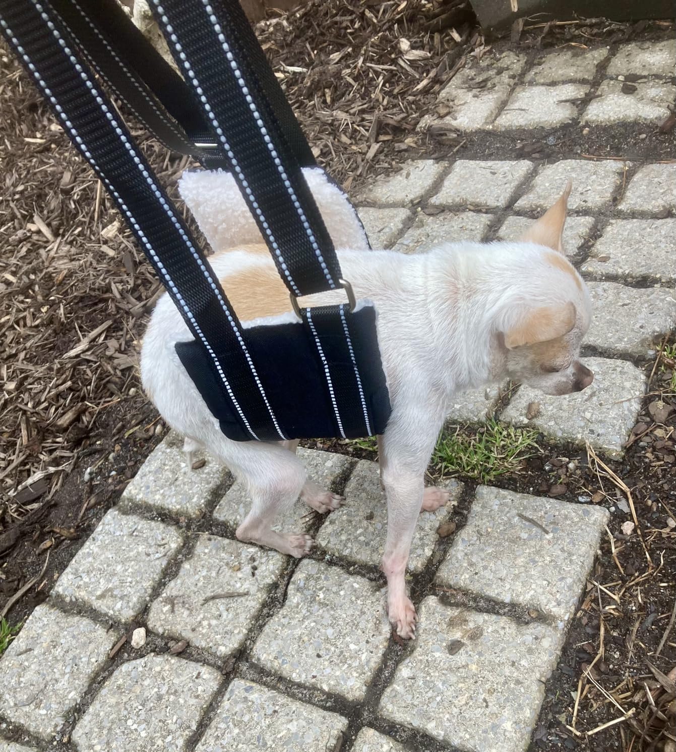 AIITLE Dog Slings for Small Dogs - Adjustable Hind Leg & Hip Support Harness, Plush Rehab Lift Aid with Reflective Straps customer photo 1