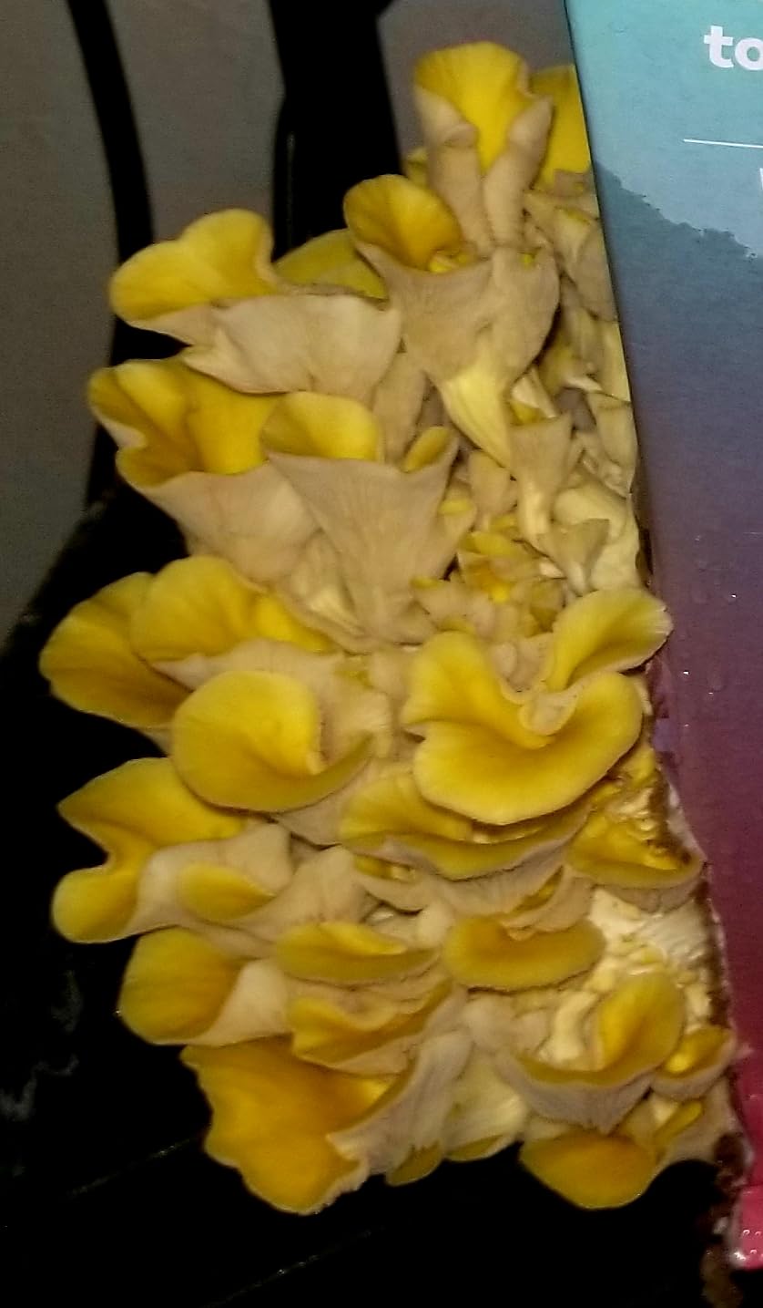 Organic Edible 4lbs Golden Oyster Mushroom Growing Kit, Made in USA, Double-Side Mushroom Grow Kit Indoor, Harvest Gourmet Mushrooms in 10 Days customer photo 1