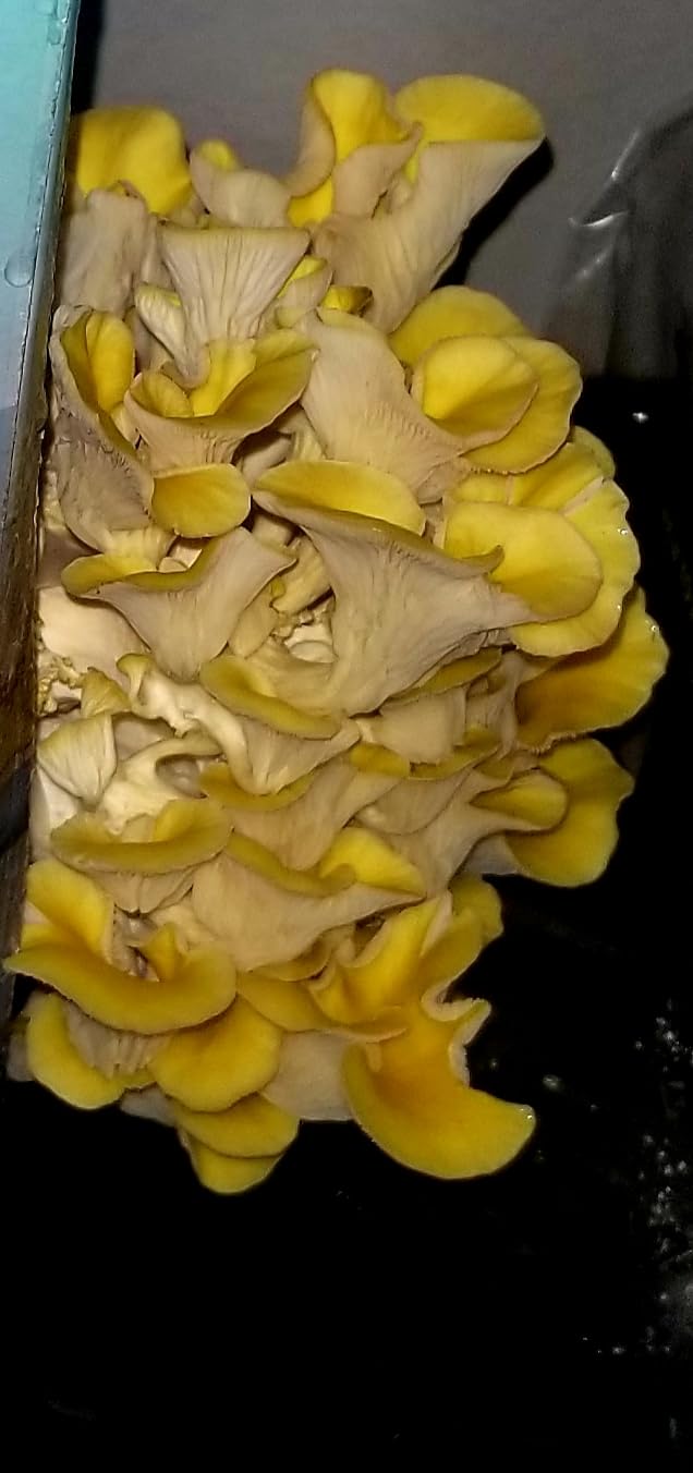 Organic Edible 4lbs Golden Oyster Mushroom Growing Kit, Made in USA, Double-Side Mushroom Grow Kit Indoor, Harvest Gourmet Mushrooms in 10 Days customer photo 2