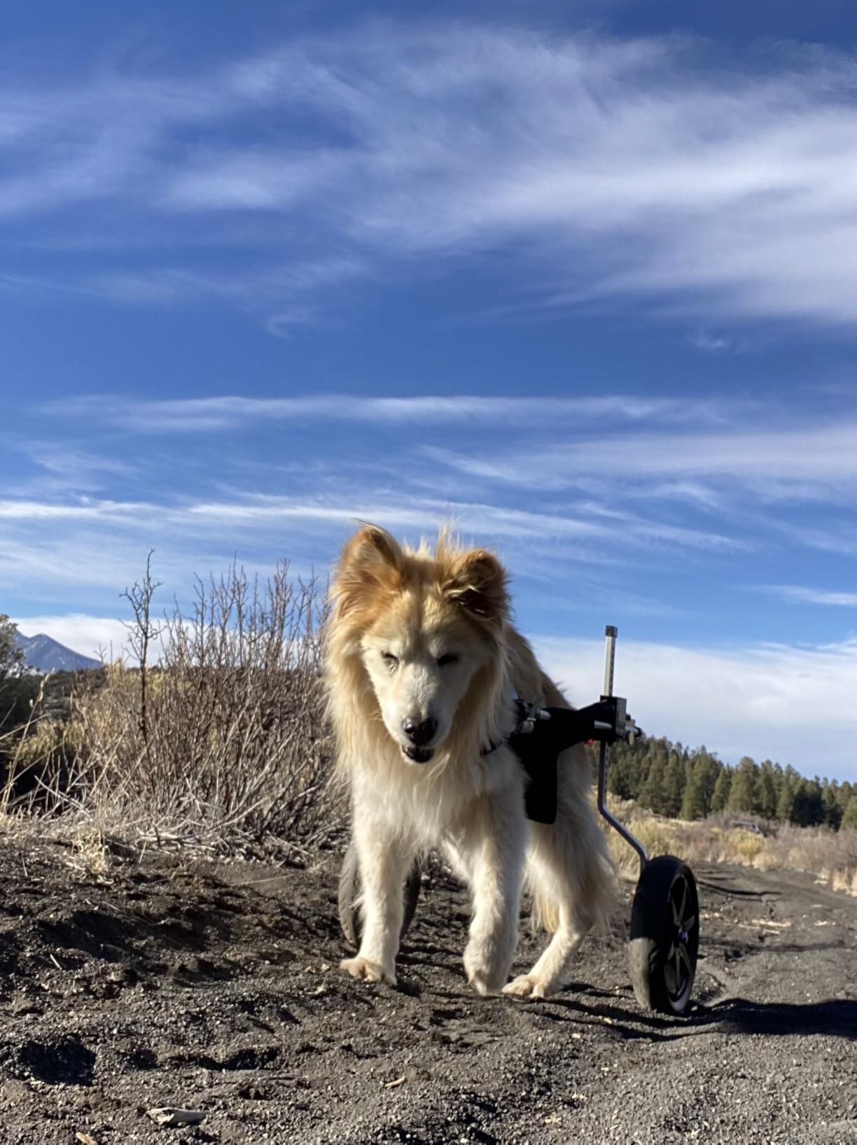 All-Terrain Dog Wheelchair for Back Legs - Lightweight & Adjustable for Medium to Large Dogs - Easy to Assemble Mobility Aid customer photo 1