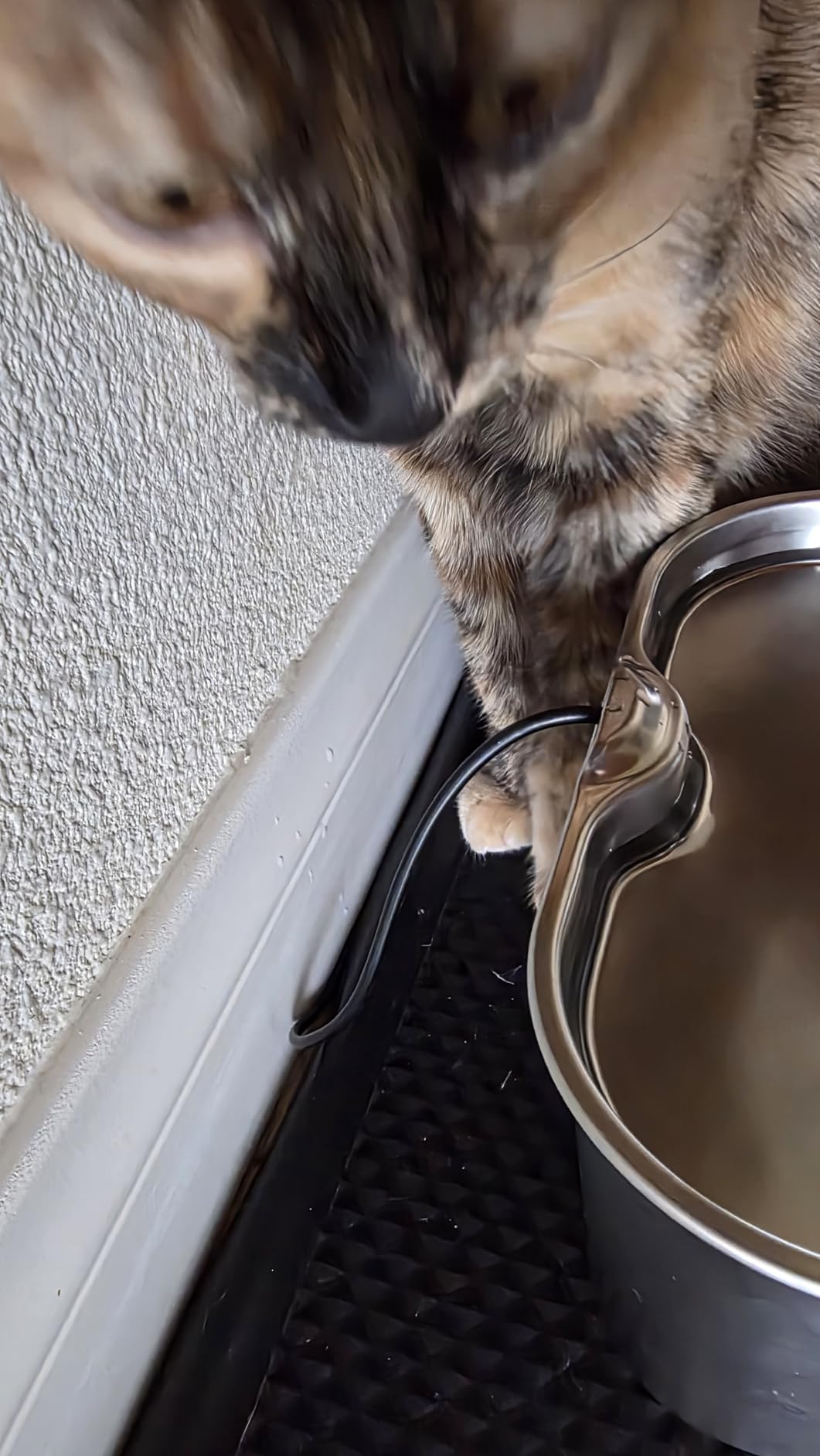 Stainless Steel Cat Water Fountain, 2.8L with 20dB Ultra-Quiet Pump- Ideal for Timid Pets, LED Water Level Window, Dishwasher Safe, 24/7 Circulation- Includes 3 Replacement Filters customer photo 2