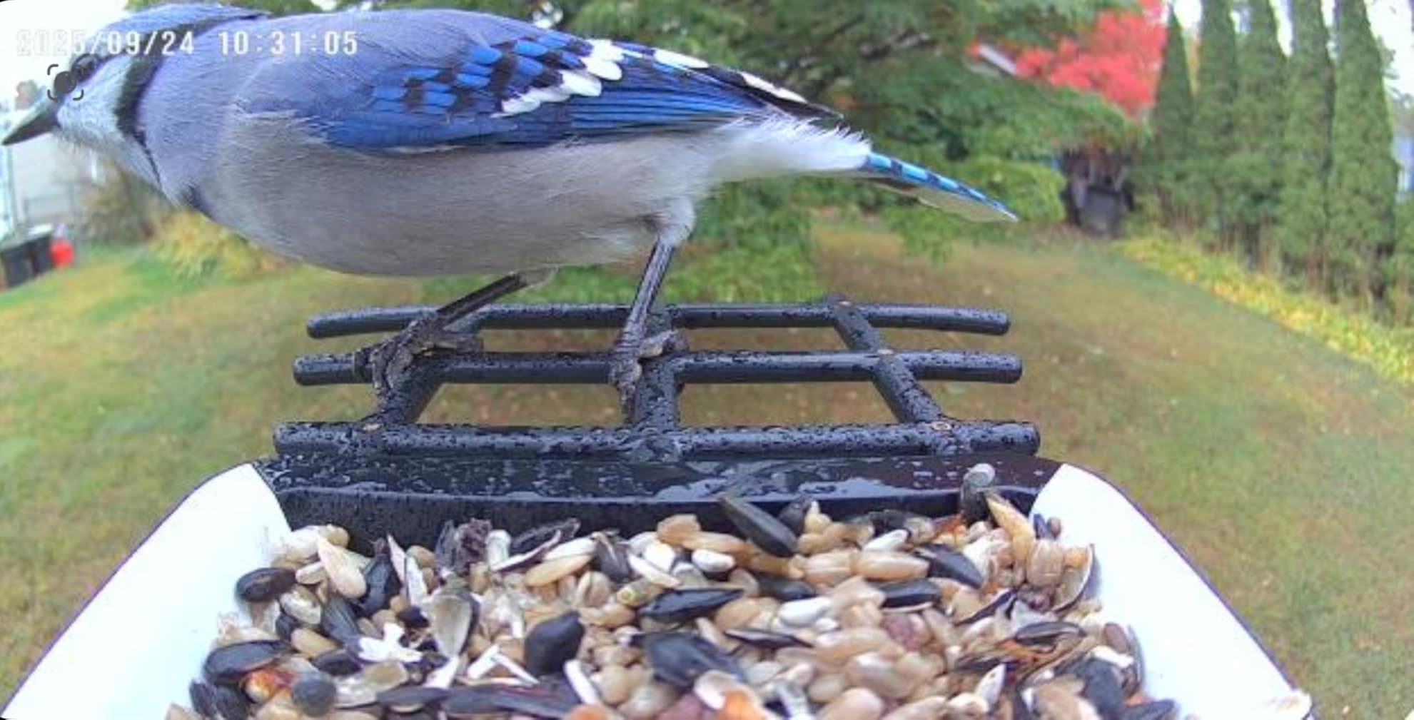 Smart Bird Feeder with Camera - Solar Powered Bird Watching Camera with 2K HD Live View, Auto Capture & AI Identify 10,000+ Species, 2.4G WiFi Outdoor Birdhouse, Ideal Gifts for Bird Lovers customer photo 1
