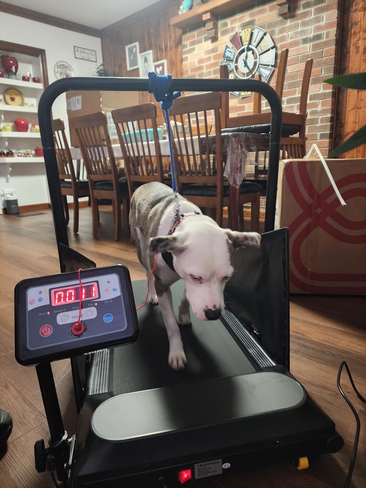 Petbobi Dog Treadmill for Small & Medium Dogs- Quiet Indoor Pet Exercise Machine with 360° Rotatable Display, Remote Control & Wheels, Heavy-Duty 265 lbs Capacity for Fitness & Weight Management customer photo 2