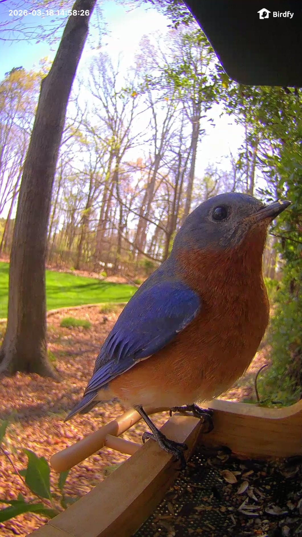 Birdfy Smart Bird Feeder with Camera Solar Powered, Slow-Motion Video & Night Insight, AI Identify 6000+ Species Lifetime Free, Ideal for Outdoors Bird Watching & Gifts for BirdLovers, Wood customer photo 1