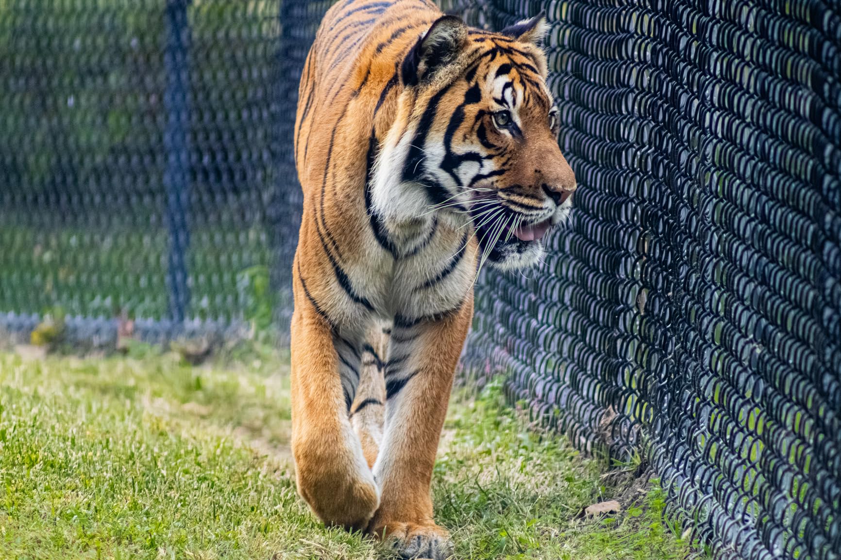 Canon RF 75-300mm f/4-5.6 Lens customer photo 1