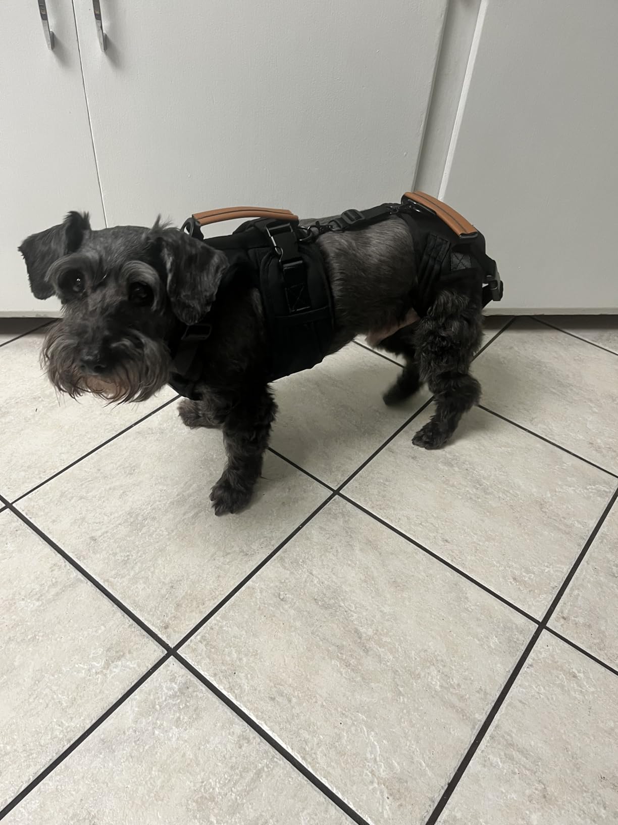 Dog Lift Harness for Male Dogs - 2-in-1 Full Body Support Aid & Sling, Comfortable & Chafe-Free for Post-Surgery Recovery and Elderly Dog Mobility, Hind Leg Assistance, Supports up to 55 Lbs (L) customer photo 1