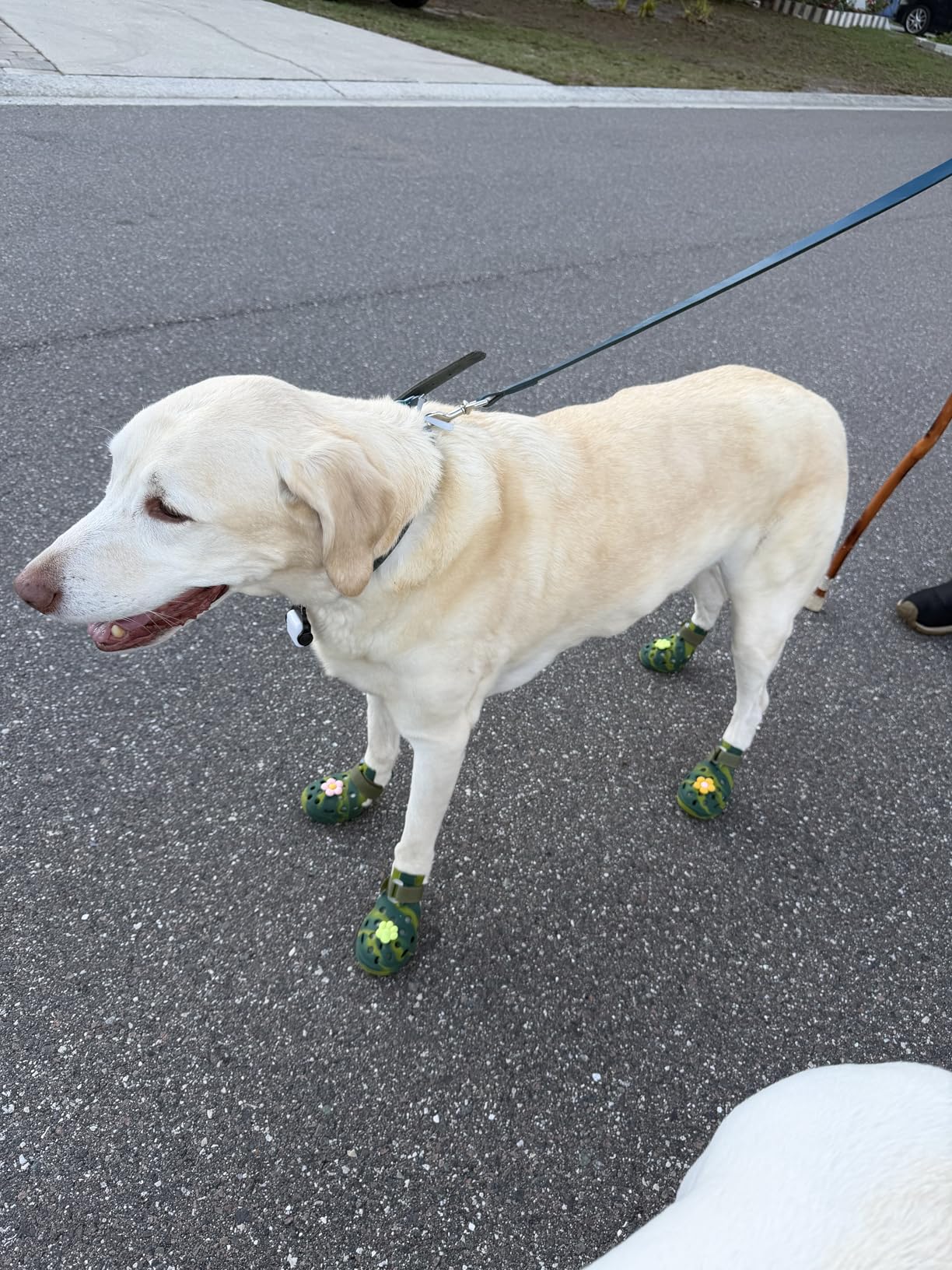 Dog Shoes for Hot Pavement and Snow, Silicone Dog Booties for Small Medium Large Dogs, Waterproof Paw Protectors- Non-Slip, Adjustable Straps, Dog Boots for Beach/Rain/Hiking (Green, L) customer photo 1