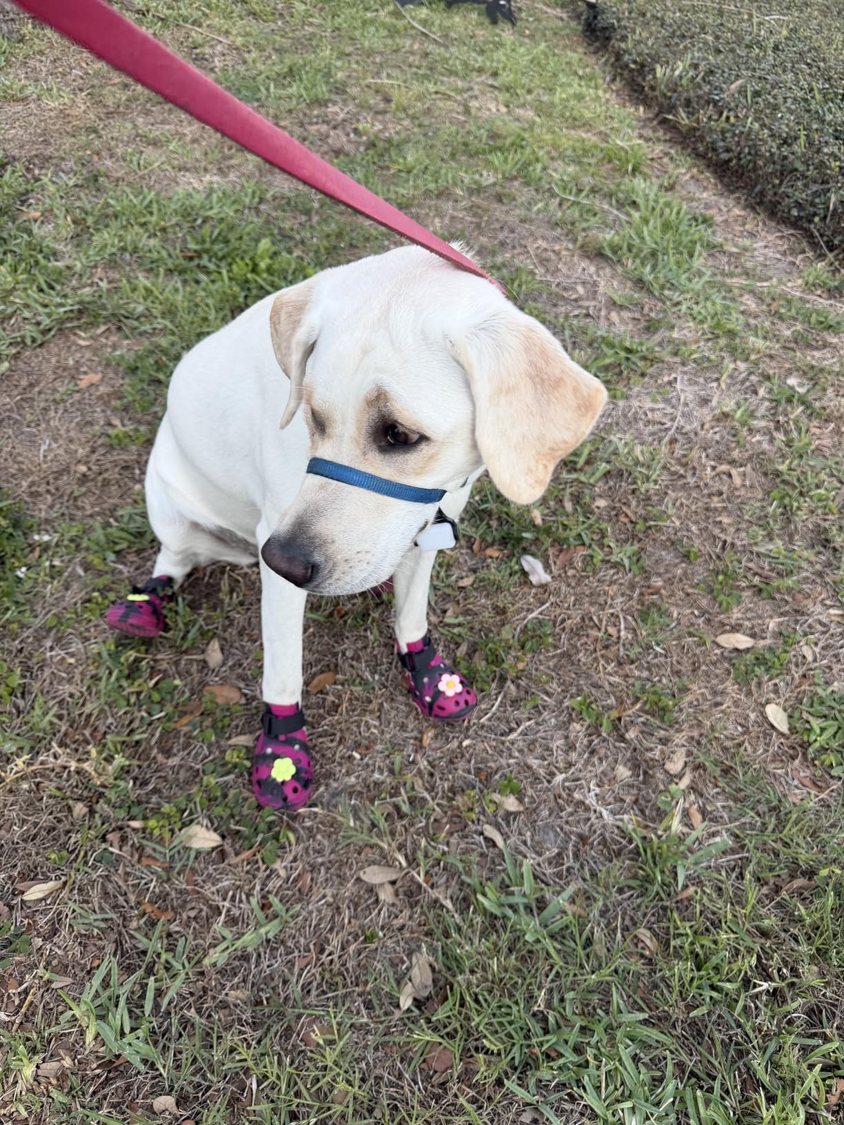 Dog Shoes for Hot Pavement and Snow, Silicone Dog Booties for Small Medium Large Dogs, Waterproof Paw Protectors- Non-Slip, Adjustable Straps, Dog Boots for Beach/Rain/Hiking (Green, L) customer photo 2