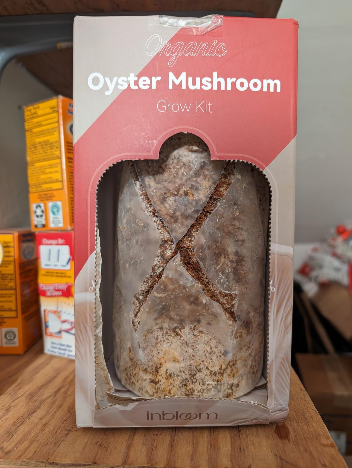 inbloom Organic Lion's Mane Mushroom Growing Kit with Spray, Harvest Fresh Mushrooms at Home, Beginner Friendly & Easy to Use, Unique Gardening Gift for Holiday, Handmade in New Jersey, USA customer photo 2