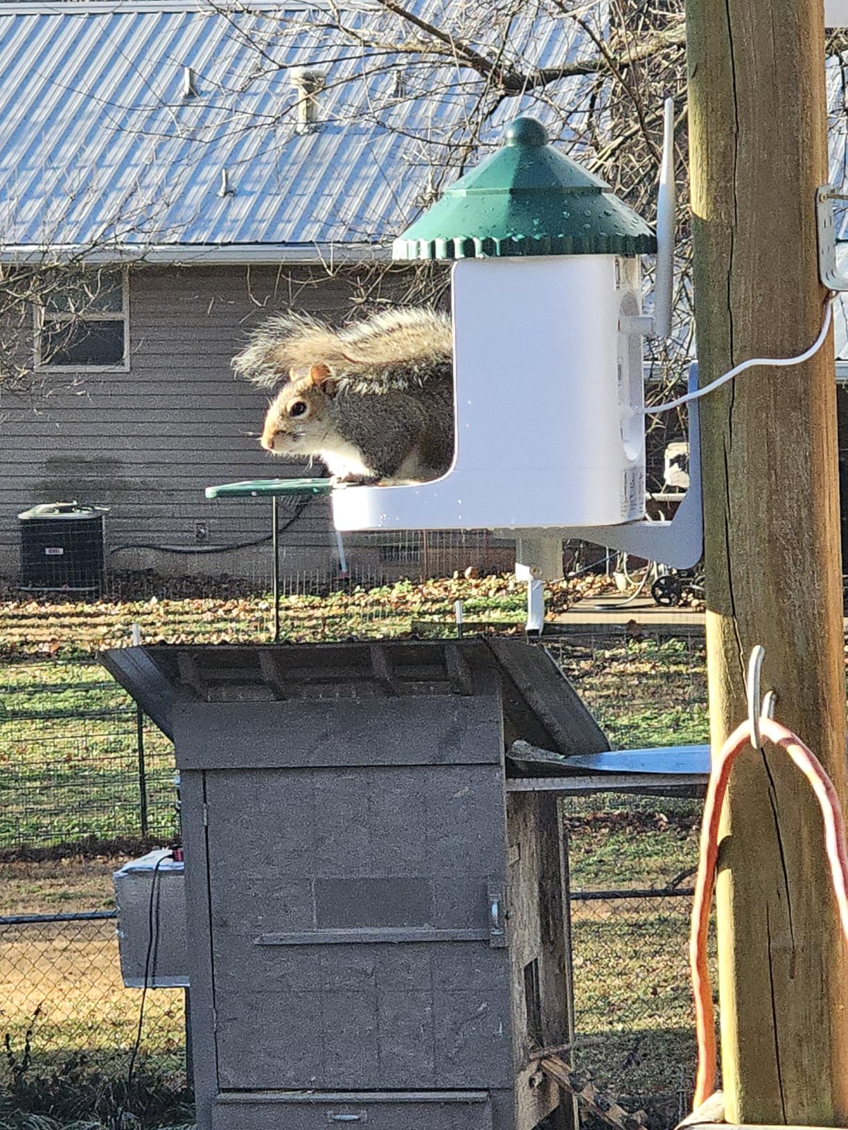 Loatos Bird Feeder with Camera AI Identify 2K Live Video Smart Bird Feeder with Camera, 2.4GHZ WiFi Solar Birds House Cameras, Motion Detection Instant Arrival Alerts, Ideal Present for Birds Lovers customer photo 1
