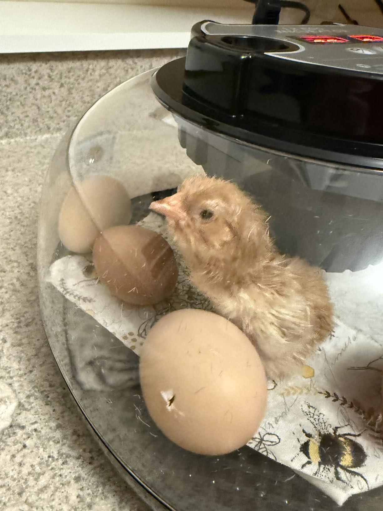 Incubators for Hatching Eggs, 12 Egg Incubator with Automatic Egg Turning and Humidity Control, 360° View Incubadora De Huevos De Gallina, Egg Candler, Incubator for Chicken Eggs, Ducks, Goose, Quail customer photo 1
