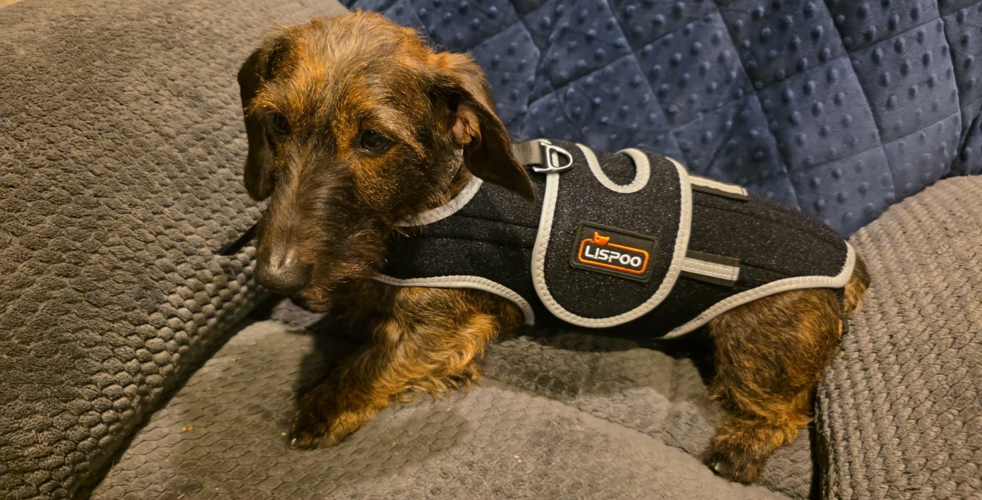 IVDD Dog Back Brace for Dachshunds & Slipped Disc | Post-Surgery Support & Arthritis Relief | Vet-Recommended Dog Back Brace customer photo 1