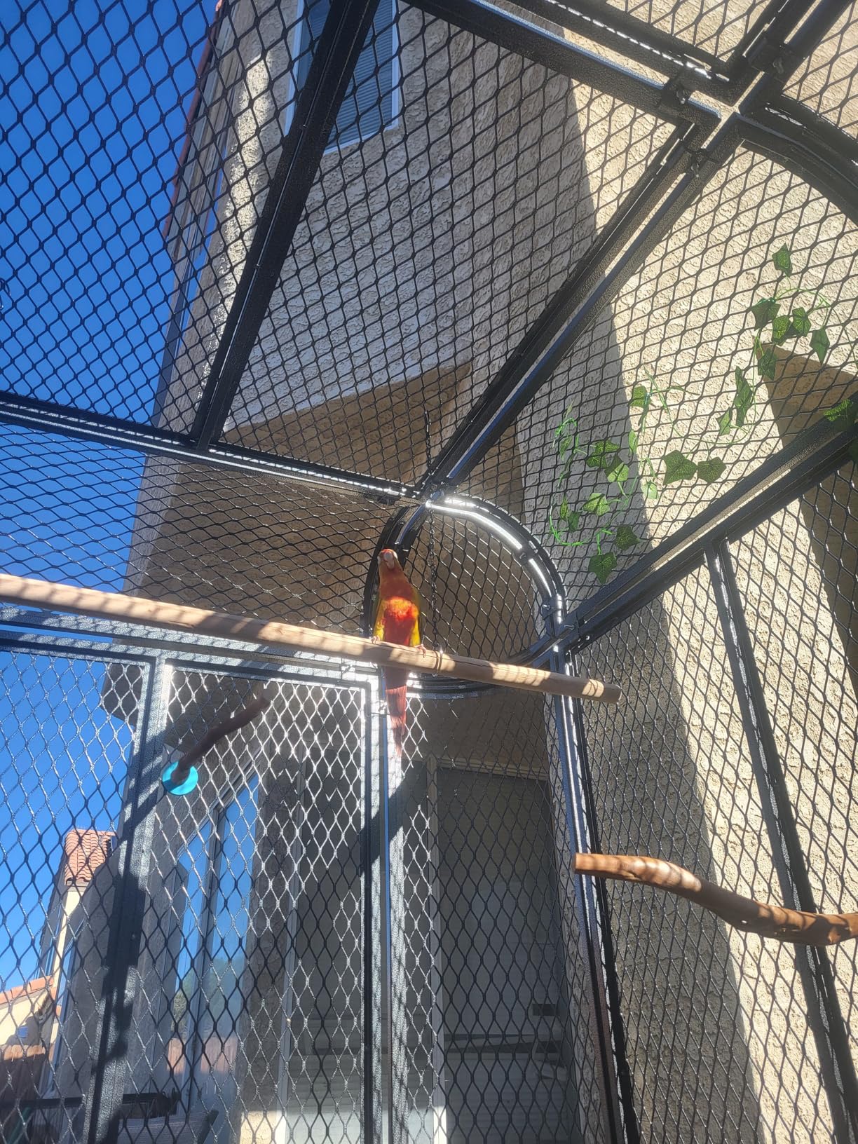 77-Inch Large Walk-in Birdcage Heavy Duty Outdoor Aviary - Rustproof Carbon Steel Flight Cage for Macaw, Budgie, Conure, Lovebird, Parakeet, Cockatiel (Black, 77 inch) customer photo 2