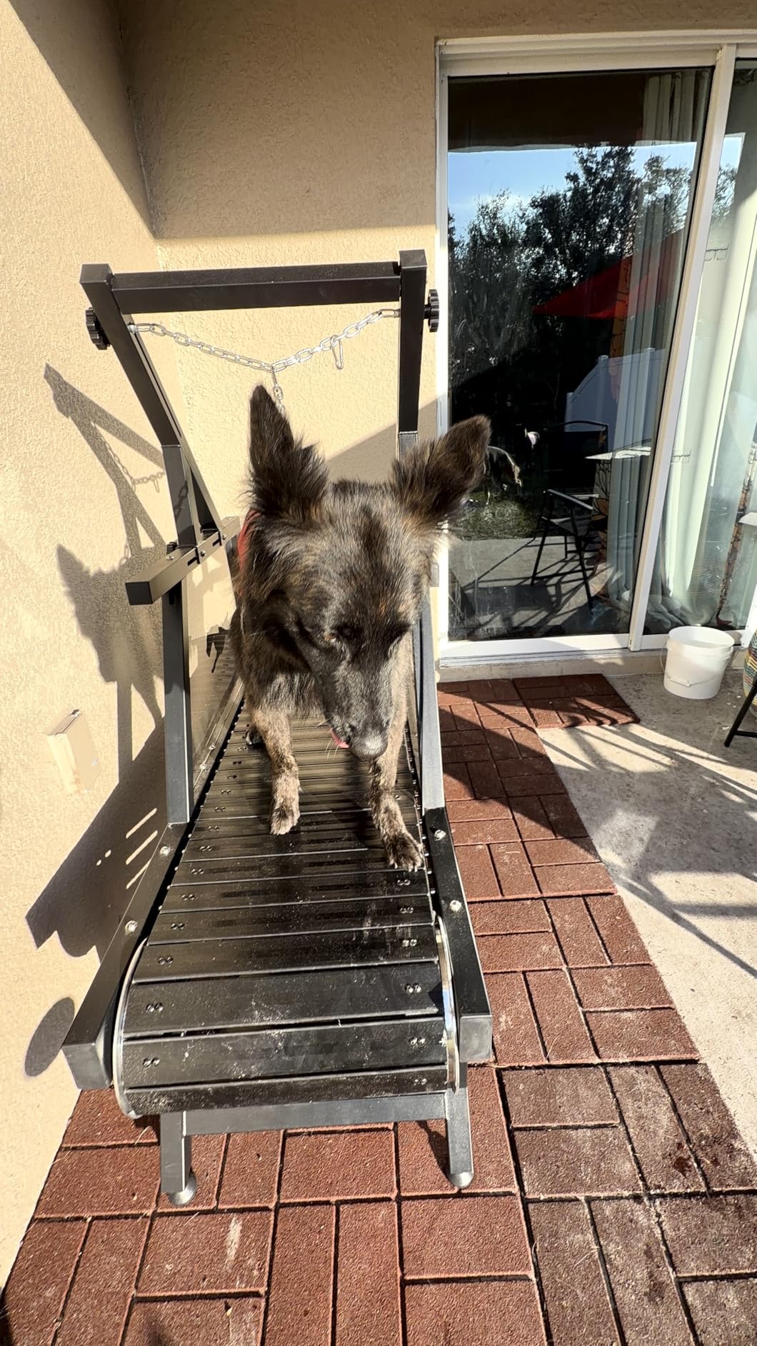 Dog Treadmill, HotFeed Dog Slat Mill for Medium Dogs, Doggy Treadmill with Brake & Plastic Track, Dog Pacer Treadmill to Keep Active and Fit, Up to 250LBS customer photo 2