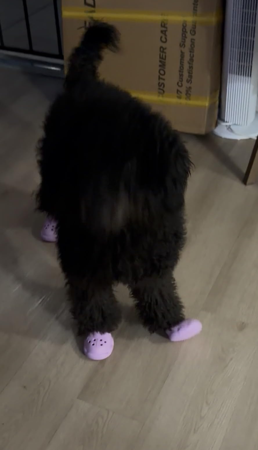 Dog Shoes for Hot Pavement & Snow - Waterproof, Non-Slip Dog Booties with Adjustable Straps. Breathable & Easy-Clean Paw Protectors, Easy ON/Off for Beach, Hiking All Seasons (Black, L) customer photo 2