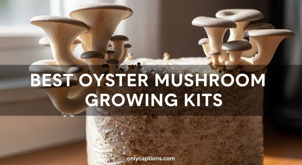 Current image: Best Oyster Mushroom Growing Kits