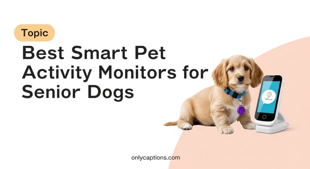 Current image: Best Smart Pet Activity Monitors for Senior Dogs