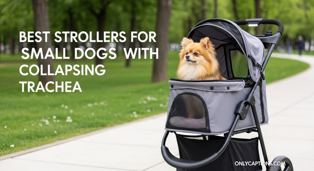 Current image: Best Strollers for Small Dogs with Collapsing Trachea
