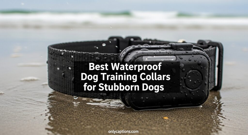 Current image: Best Waterproof Dog Training Collars for Stubborn Dogs