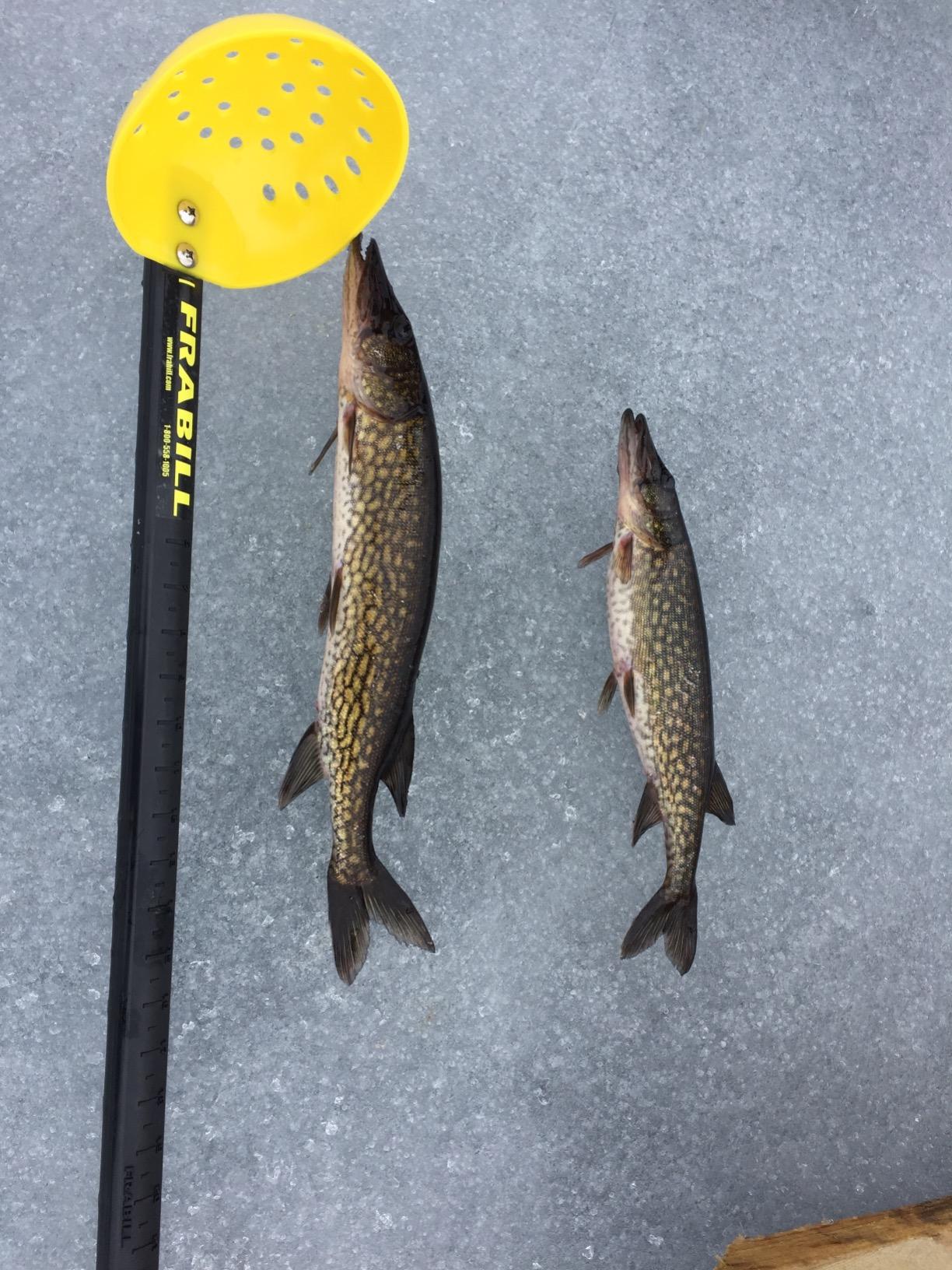 Frabill Ice Fishing Tip-Ups (Classic) customer photo 2