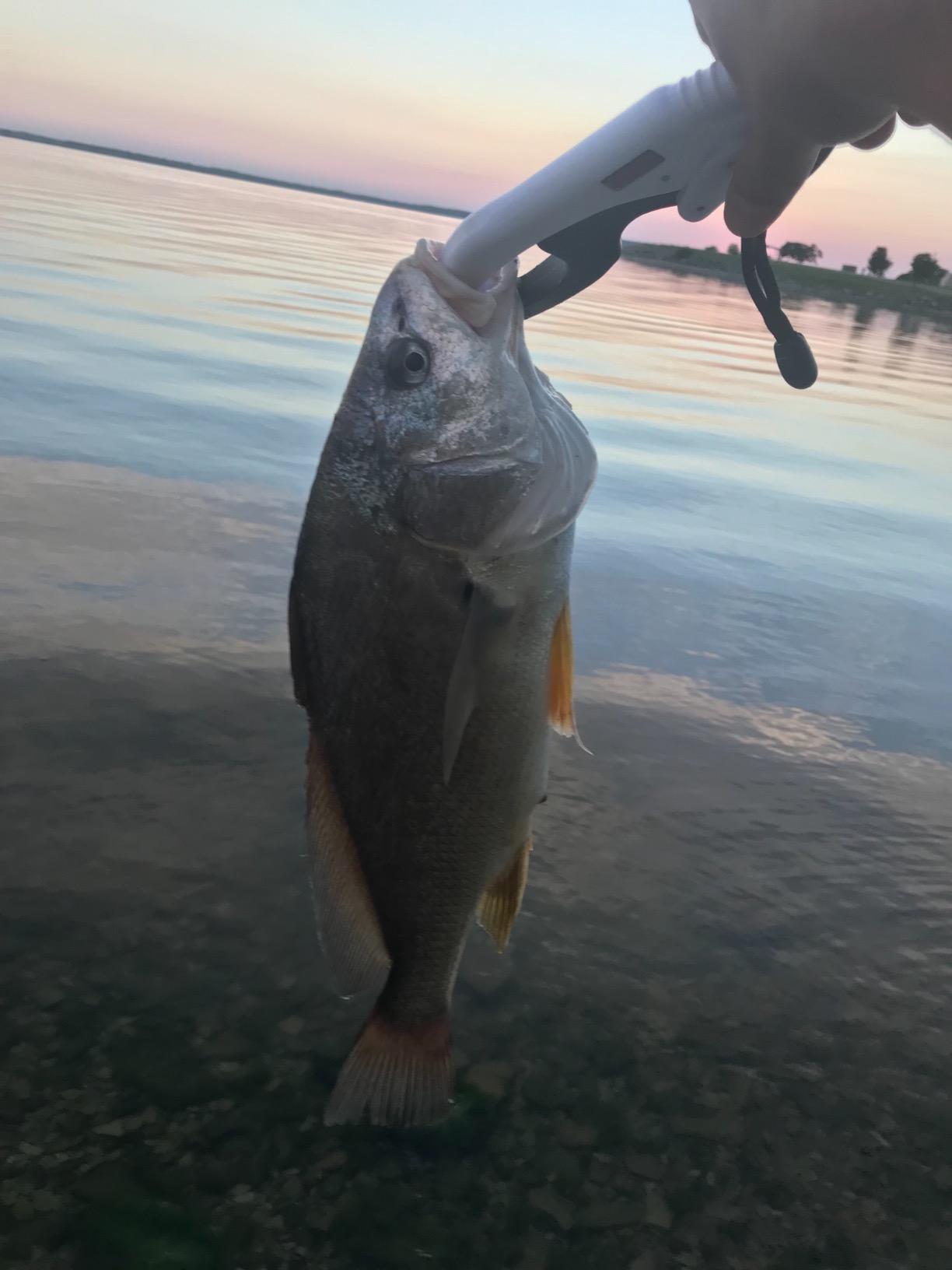 Strike King Red Eyed Shad Fishing Lure customer photo 2