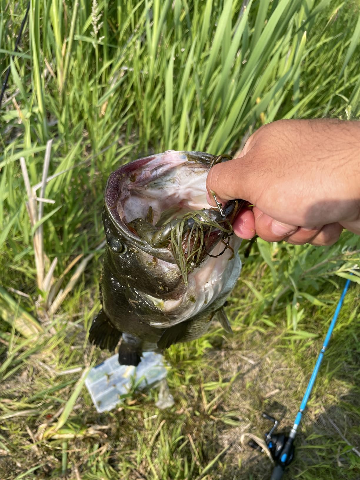 Strike King Rage Tail Craw customer photo 2