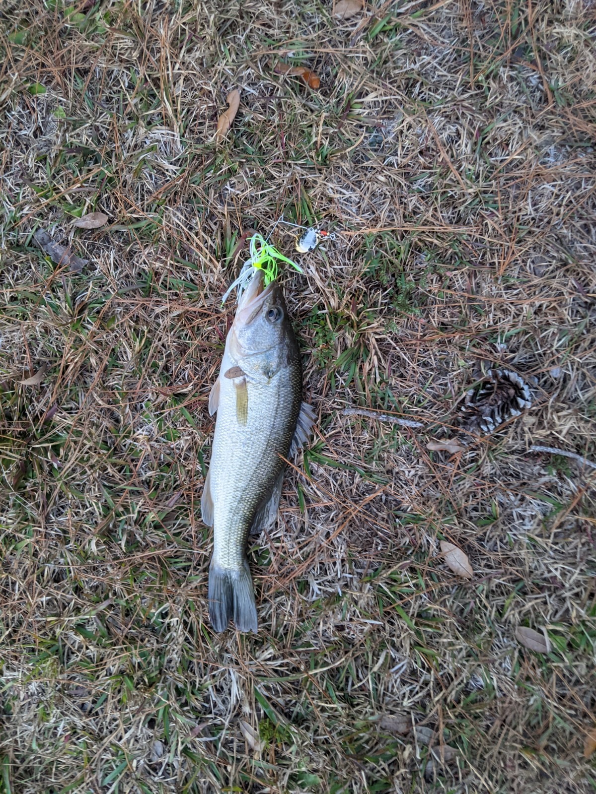 Booyah Colorado Blade Spinner-Bait Bass Fishing Lure customer photo 1