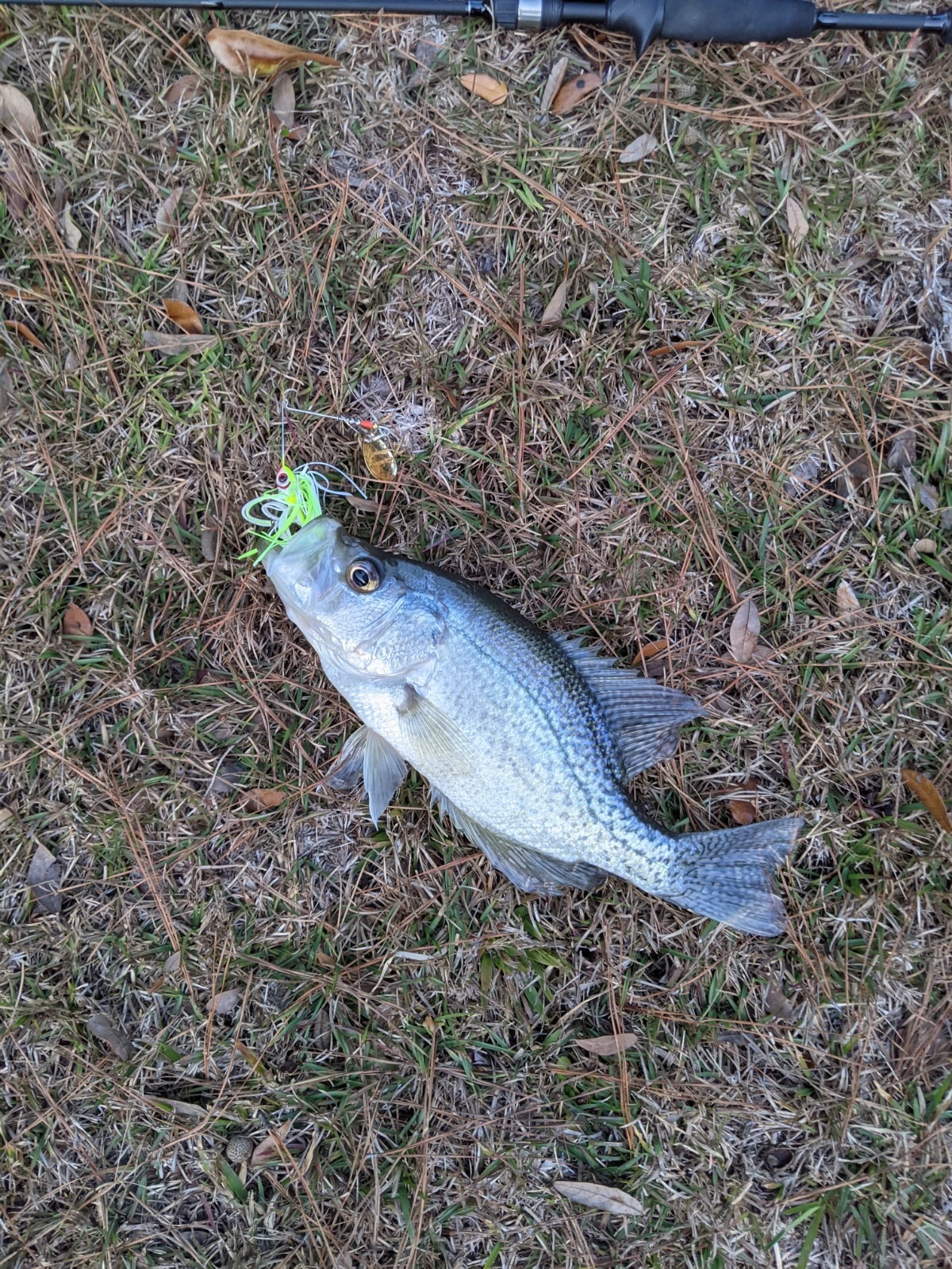 Booyah Colorado Blade Spinner-Bait Bass Fishing Lure customer photo 2
