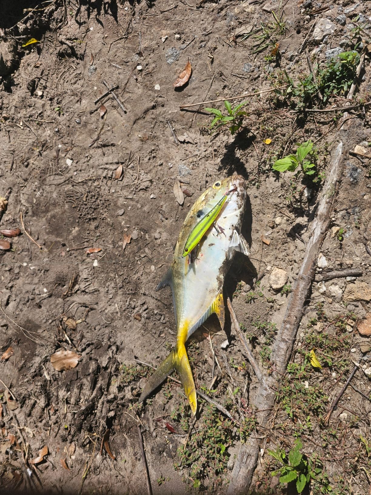 Smithwick Lures Suspending Rattlin Rogue Fishing Lure customer photo 1
