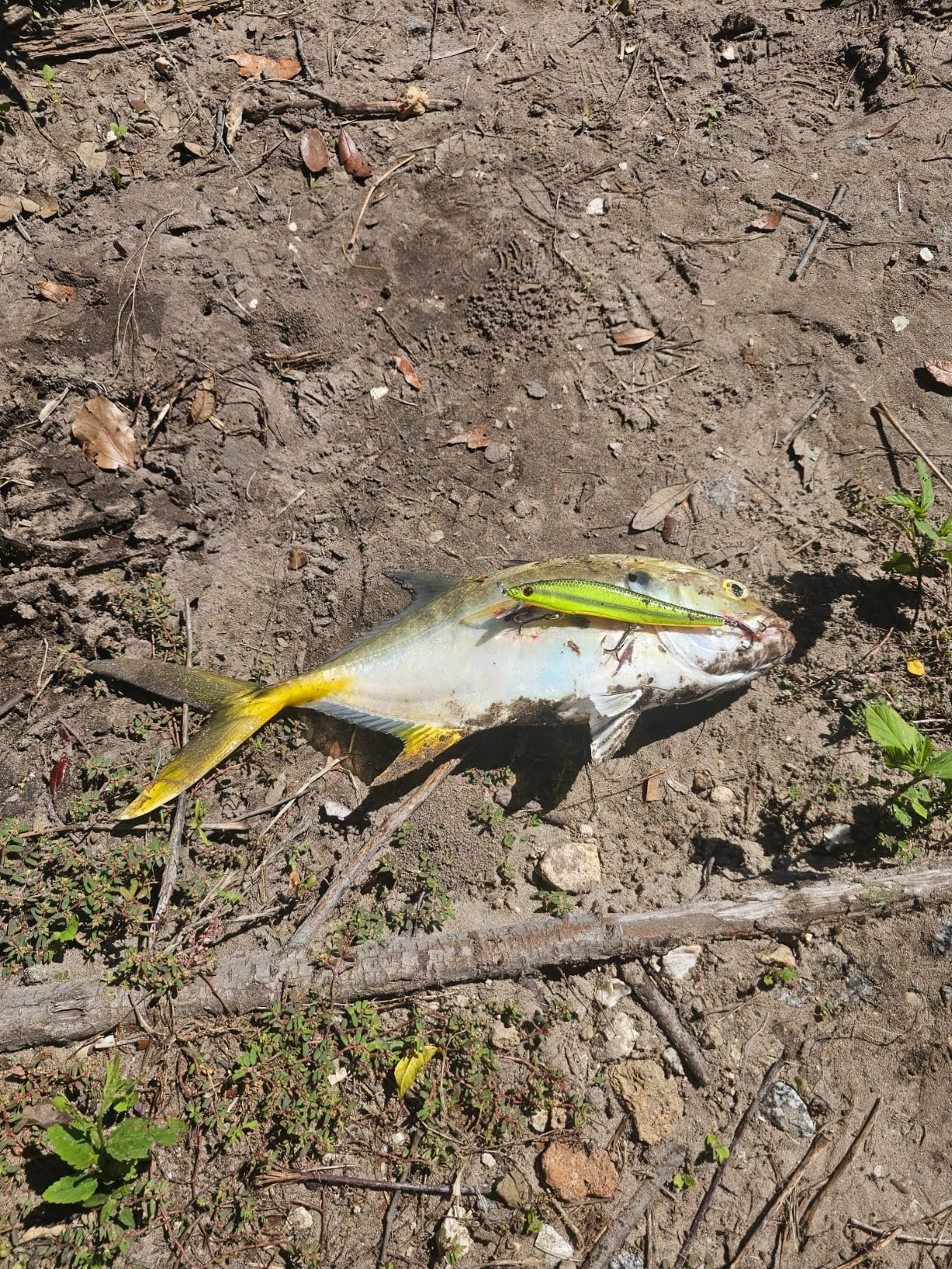 Smithwick Lures Suspending Rattlin Rogue Fishing Lure customer photo 2