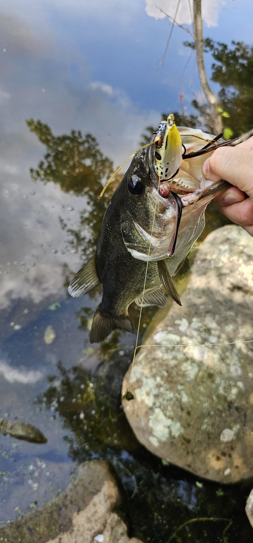 Booyah Pad Crasher Topwater Bass Fishing Hollow Body Frog Lure with Weedless Hooks customer photo 2