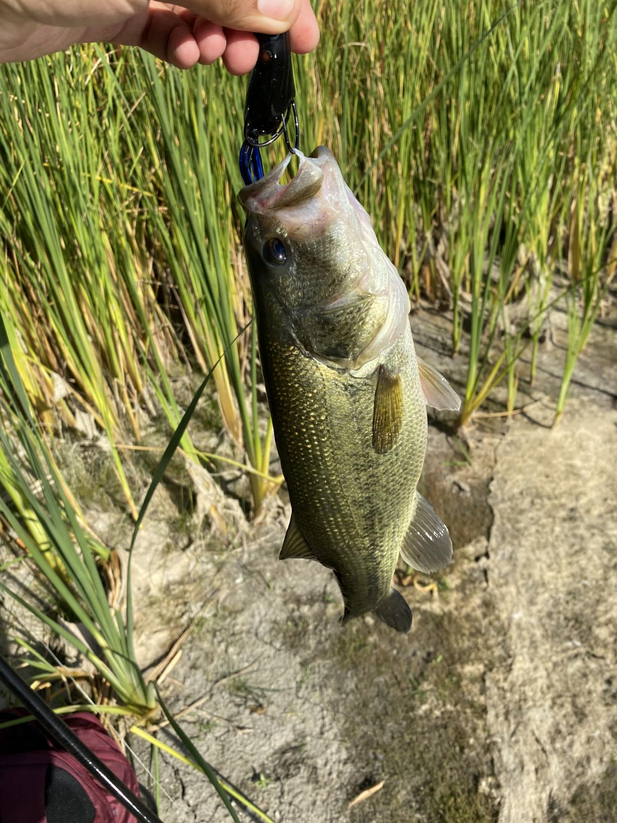 BOOYAH Poppin' Pad Crasher Topwater Bass Fishing Hollow Body Frog Lure with Weedless Hooks customer photo 2