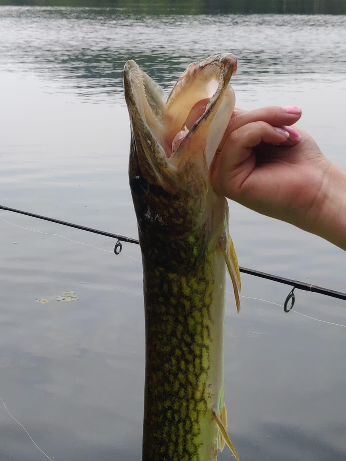 Lunkerhunt - Lunker Frog Fishing Lure | Award Winning Realistic Topwater Frog Lure for Fishing Bass, Trout and Pike | Freshwater Fish Bait with Hollow Body, Weedless Hooks customer photo 2