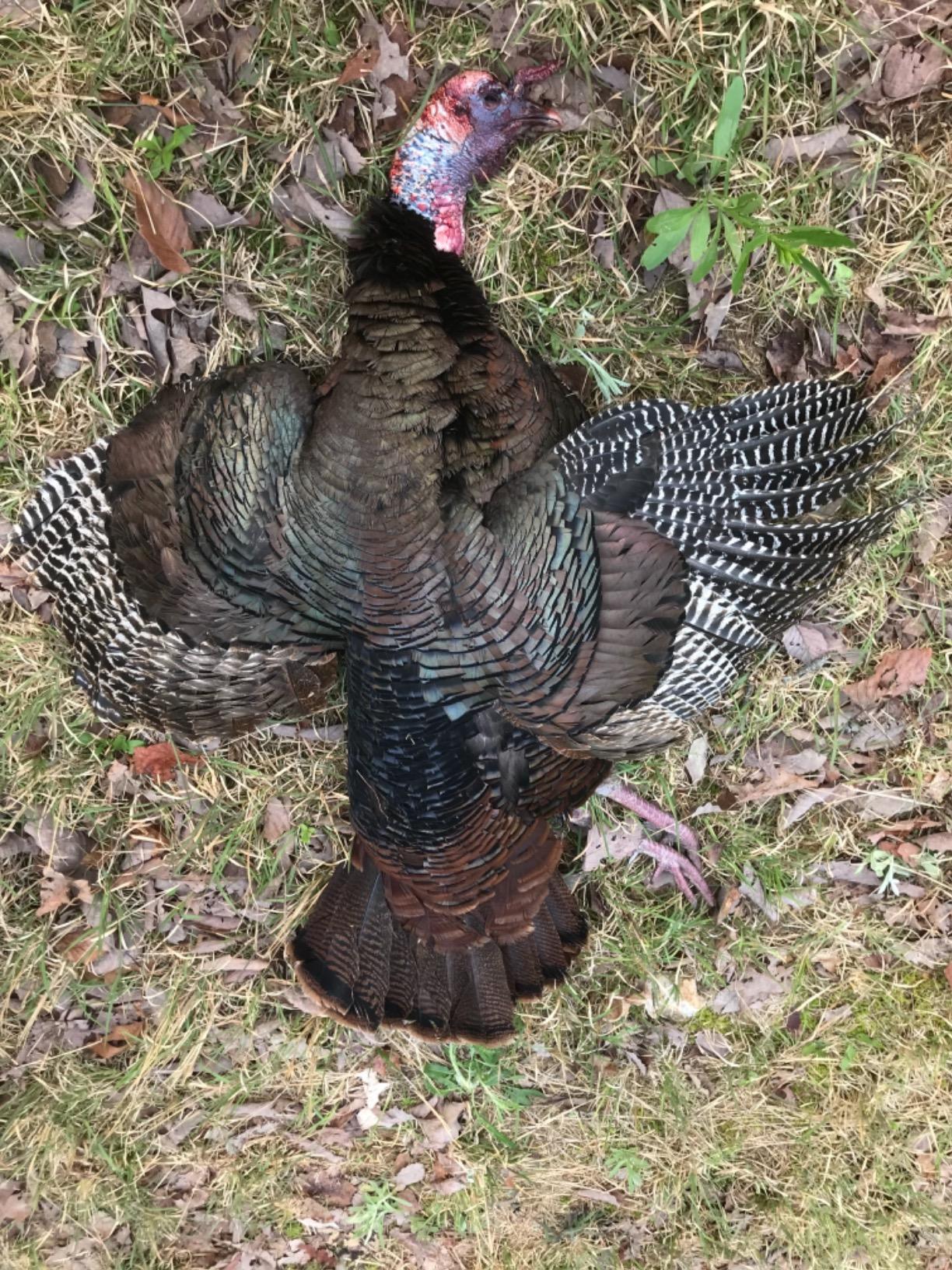 Avian-X LCD Feeder Hen Turkey Decoy customer photo 2