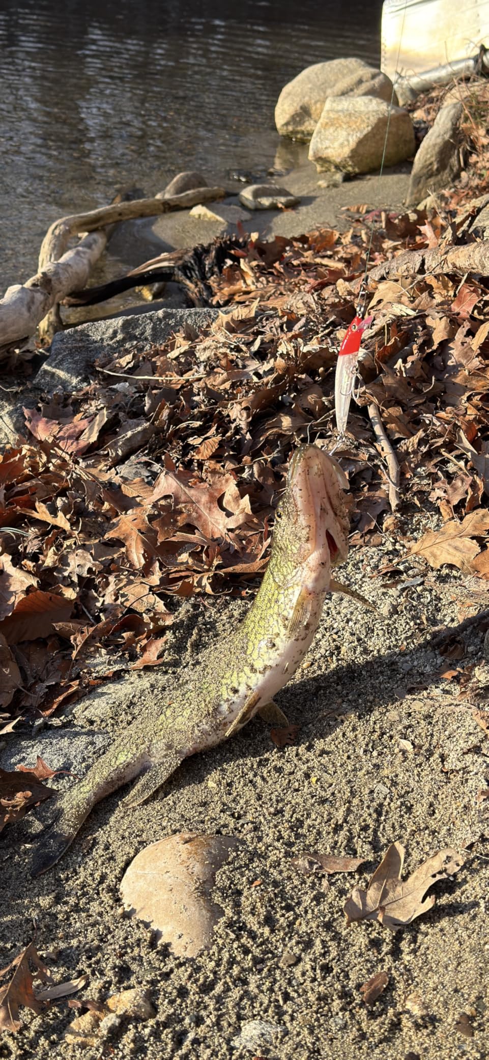 Yo-Zuri Crystal 3D Minnow Floating Lure, 90mm, Real Mullet customer photo 2