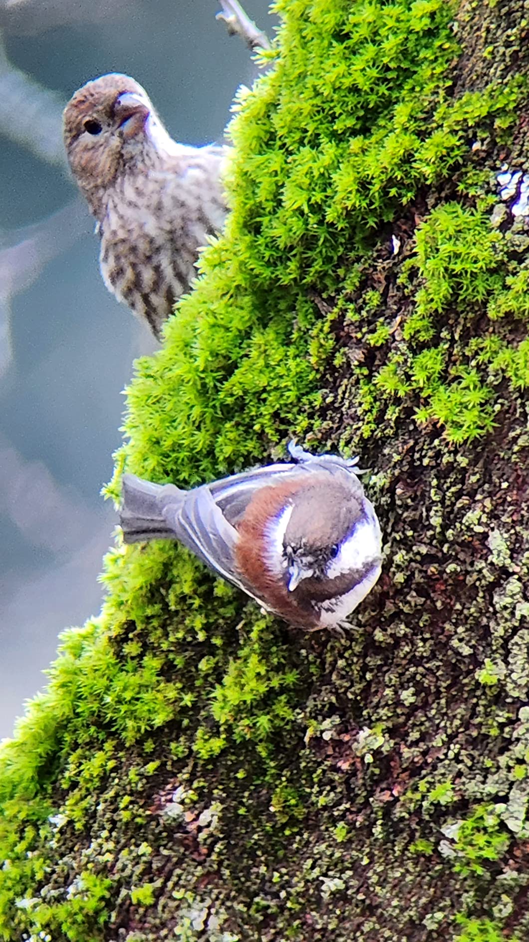Celestron TrailSeeker 100 Spotting Scope - 22-67x Zoom - Extra-Large 100mm Objective for Maximum Light Gathering customer photo 1