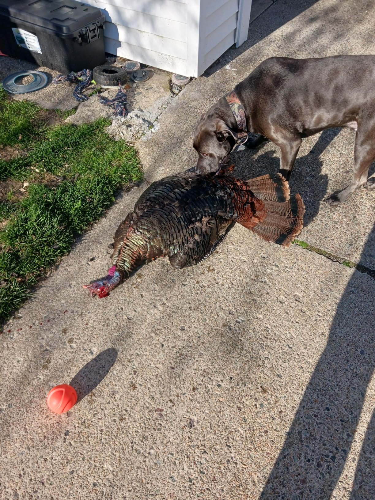 Avian-X LCD Laydown Hen Turkey Decoy | Durable Realistic Lifelike Collapsible Standing Hunting Decoy with Carry Bag & Stake, AVX8011 customer photo 1