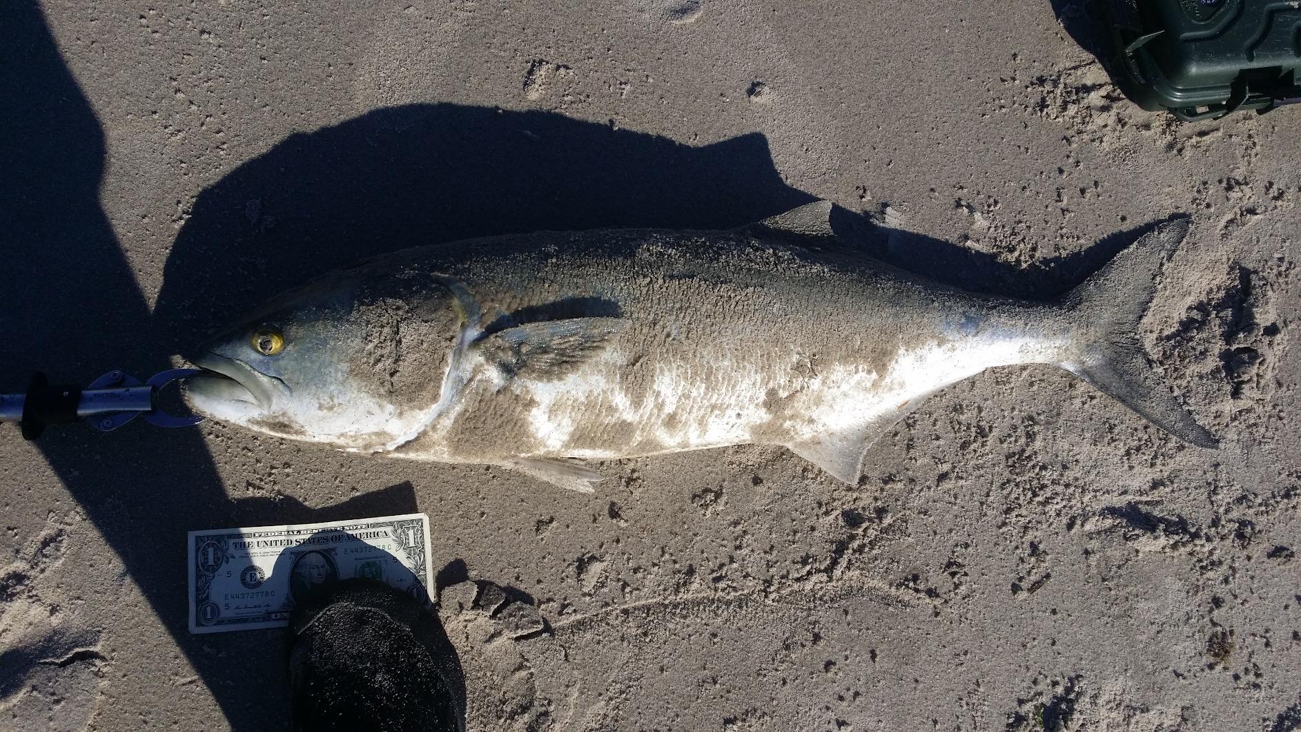 Daiwa Salt Pro Minnow customer photo 2