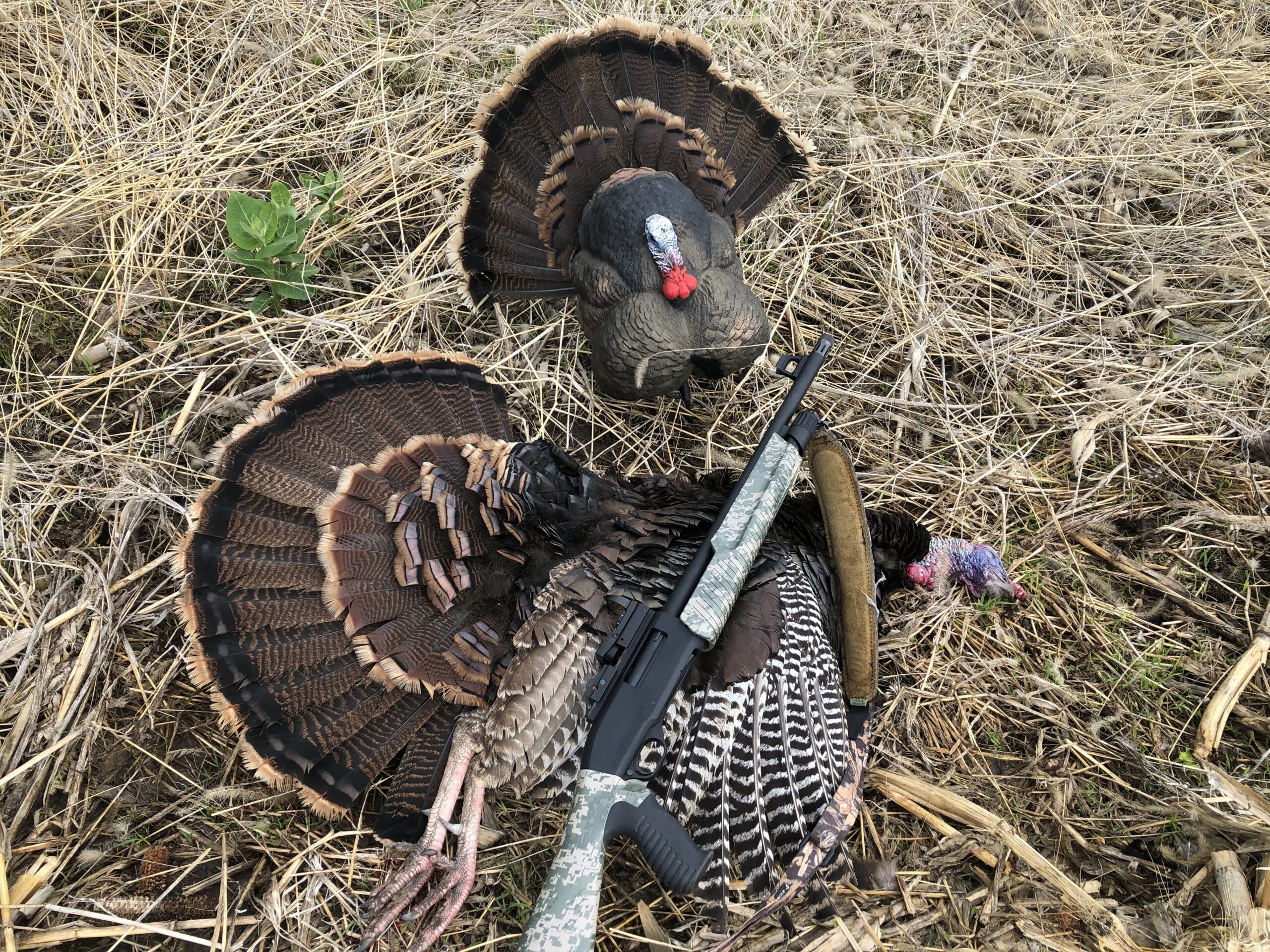 Flextone Hunting Lightweight Ultra Realistic Lifelike Plastic Outdoor Thunder Creeper Gobbler Turkey Decoy customer photo 2