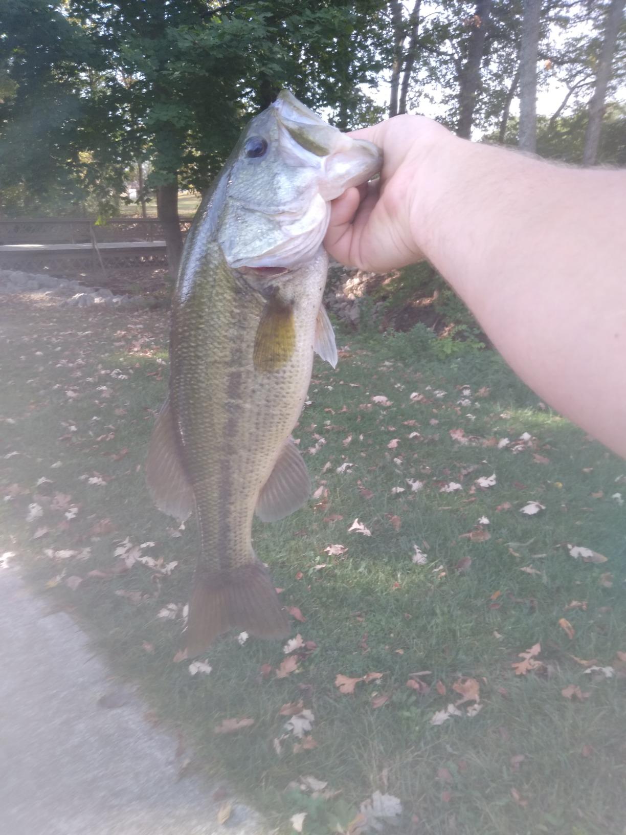 YUM Wooly Bug Creature Bait Soft Plastic Bass Fishing Lure customer photo 1
